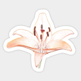 Lilium  &#39;Orange Pixie&#39;  Dwarf Asiatic lily  Photo with artistic filter applied Sticker